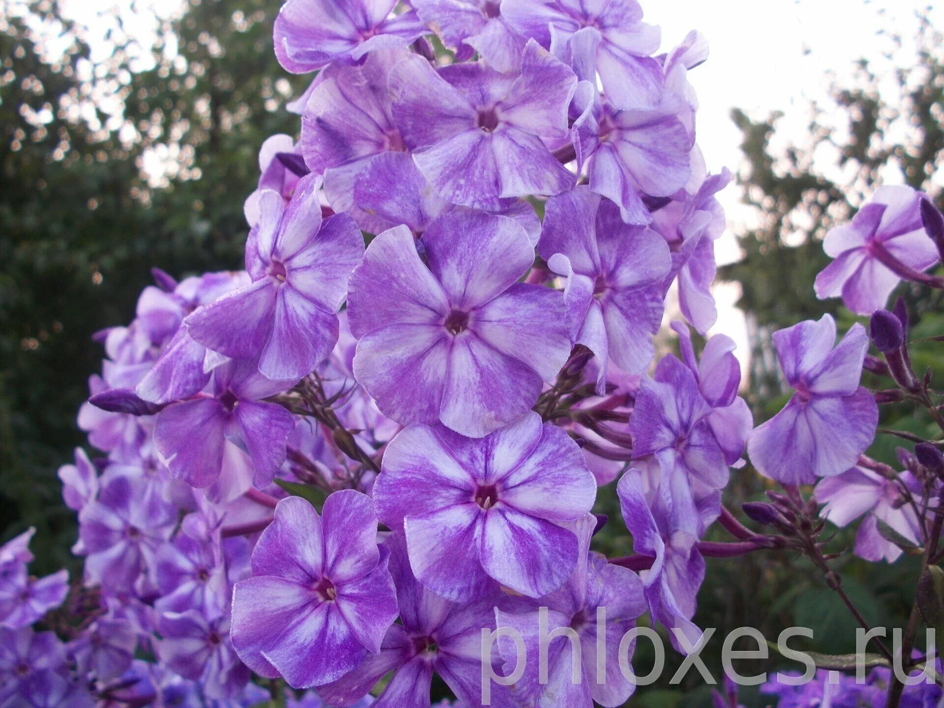 флокс селекция