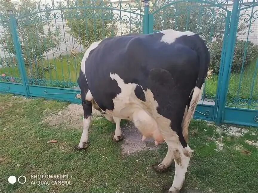 Скот авито чувашии. Скот авито чувашии. Авито чувашия крс. Авито коровы на мясо самарской области. Скот авито чувашии.