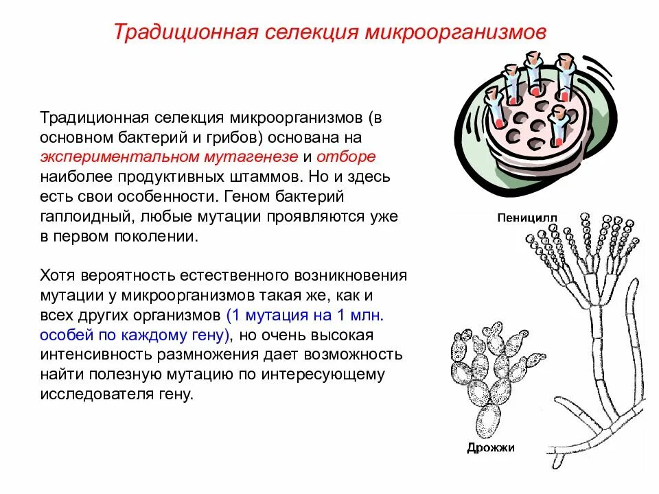 Отбор микроорганизмов. Примеры селекции микроорганизмов примеры. Селекция штаммов микроорганизмов. Селекция штаммов микроорганизмов. Методы селекции микроорганизмов.
