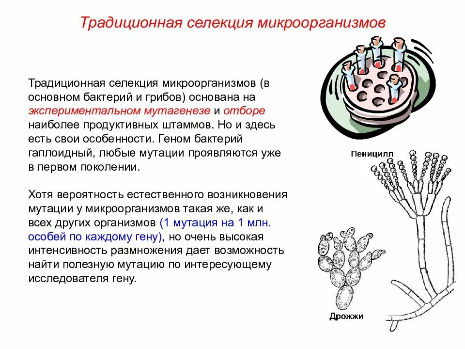 Искусственный мутагенез в селекции микроорганизмов. Метод селекции отбор микроорганизмов. Биология 9 кл селекция микроорганизмов. Методы селекции грибов и бактерий. Последовательность этапов создания нового штамма бактерий