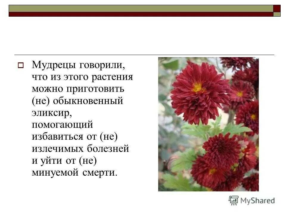 Хризантема молочноцветковая. Хризантема горный хрусталь. Хризантемы приметы. Эфемероидность это. Хризантема корейская хрустальная.