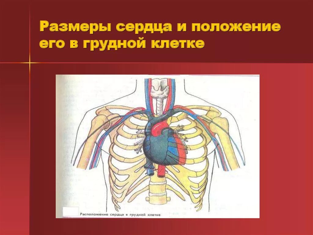 Правильное расположение сердца в грудной клетке Министерство здравоохранения Свердловской области Нижнетагильский филиал