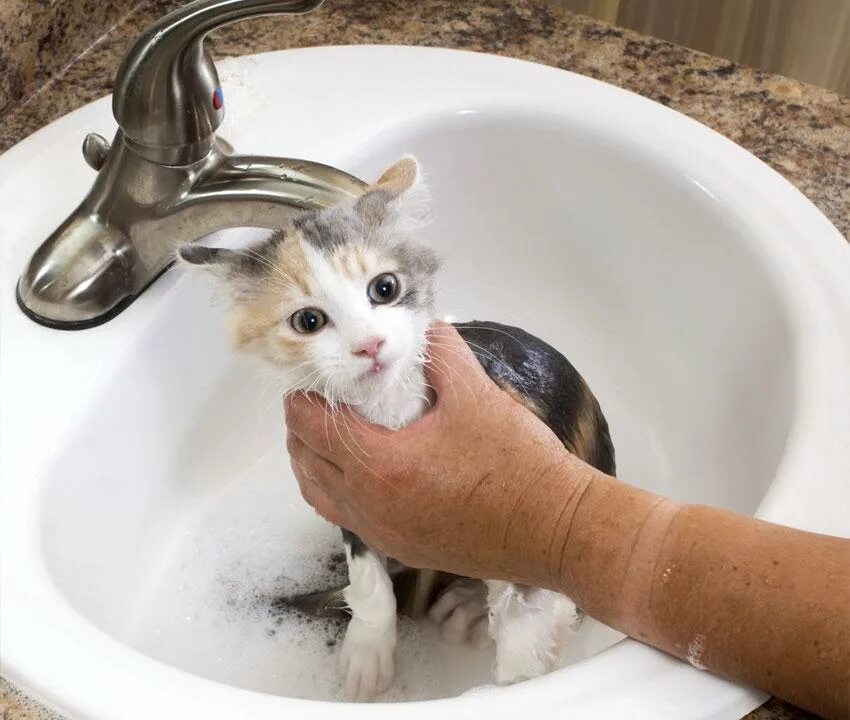 К чему снится мыть котенка. К чему снится мыть котенка. Страшный мокрый кот. Кошка купается. Купание кошки.