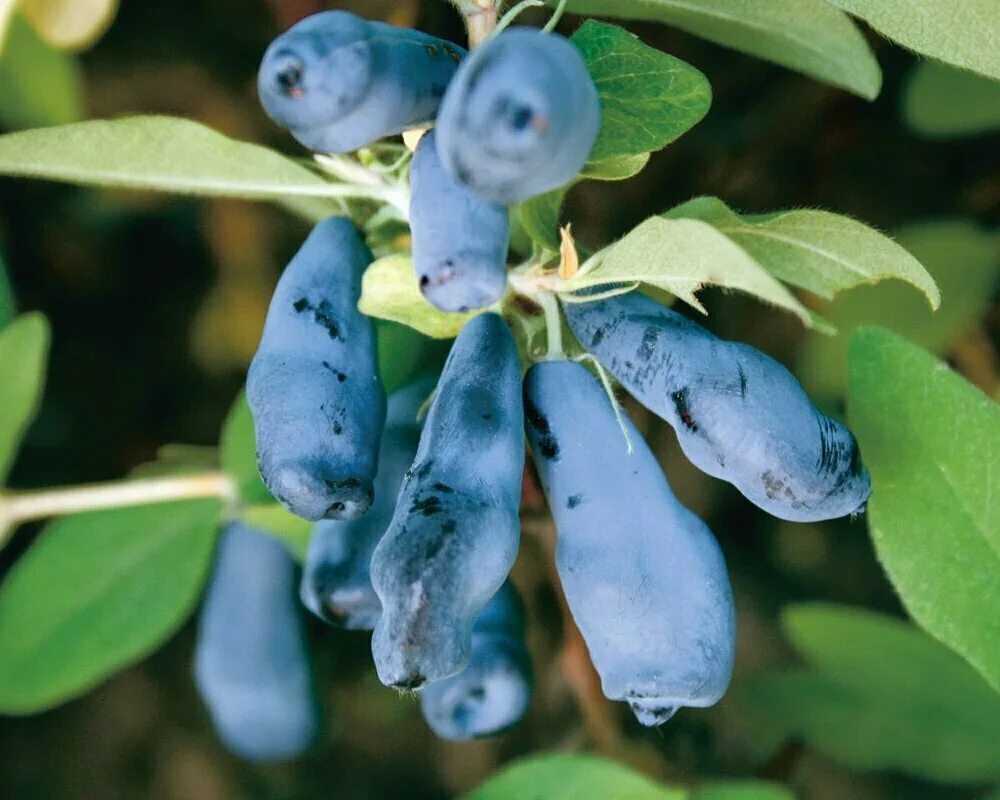 Жимолость съедобная Соловей. Жимолость съедобная (Lonicera edulis). Жимолость Морена. Жимолость югана опылители