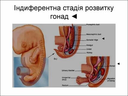 Гонады