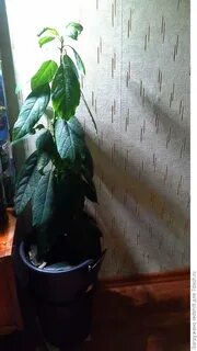 Почему сохнут листья у авокадо в горшке