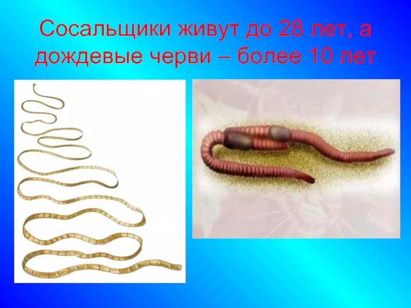 Сколько дождевых червяков. Сколько живут дождевые черви. сколько живёт дождевой червяк.