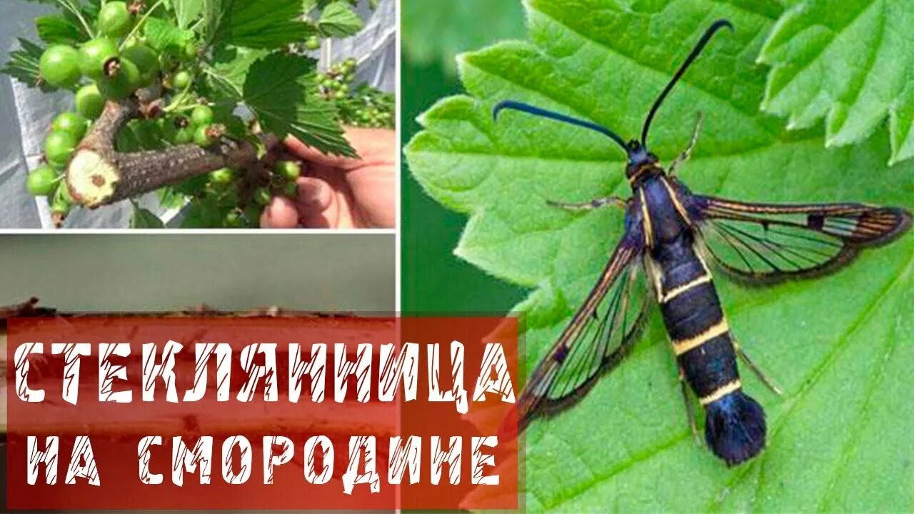 Как бороться со стеклянницей
