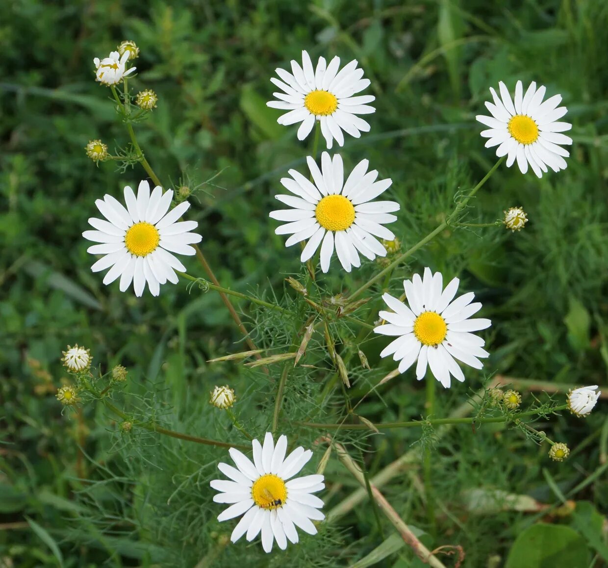 Ромашка крепит. Ромашка непахучая сорняк. трехреберник непахучий. ромашка (трехреберник) непахучая. ромашка непахучая (matricaria inodora).