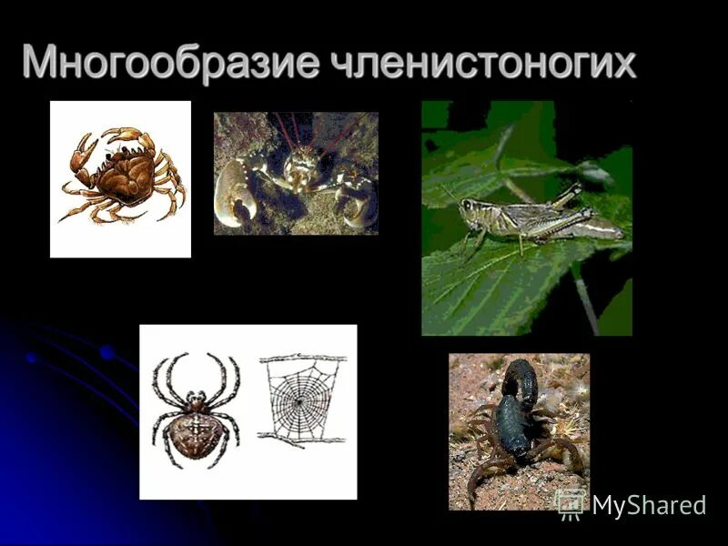 Членистоногие представители. Членистоногие ракообразные представители. Класс насекомые многообразие насекомых. Членистоногие. Многообразие членистоногих.