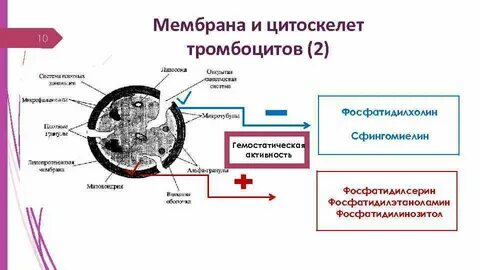 Цитоскелет мембрана