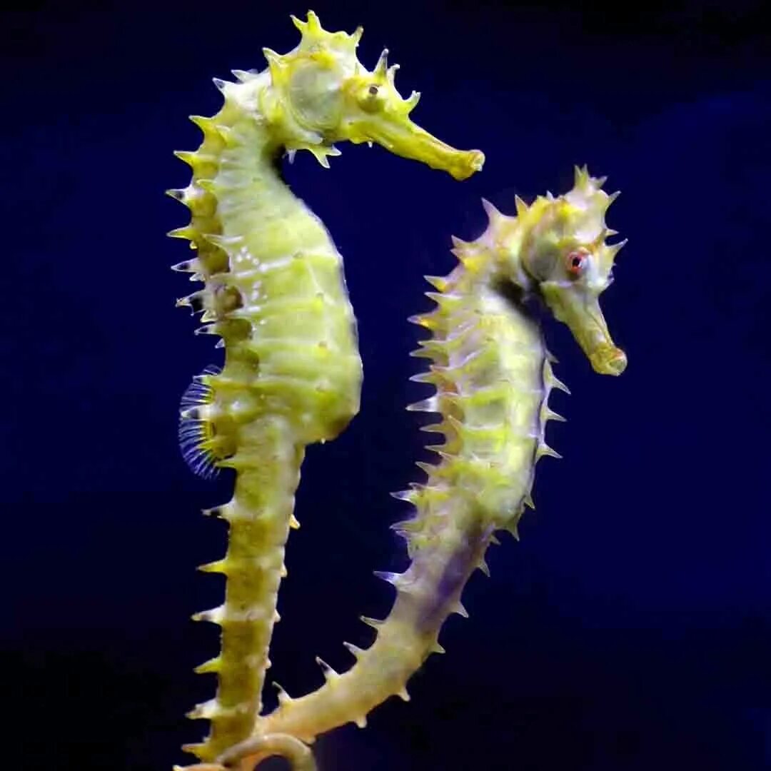Большебрюхий морской конек. Гиппокамп морской конек. Морской конек курск. Рыба морской конек. Короткомордый морской конек.