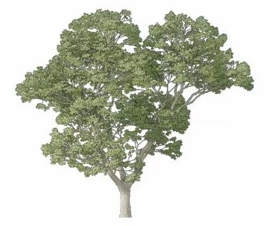 Out tree