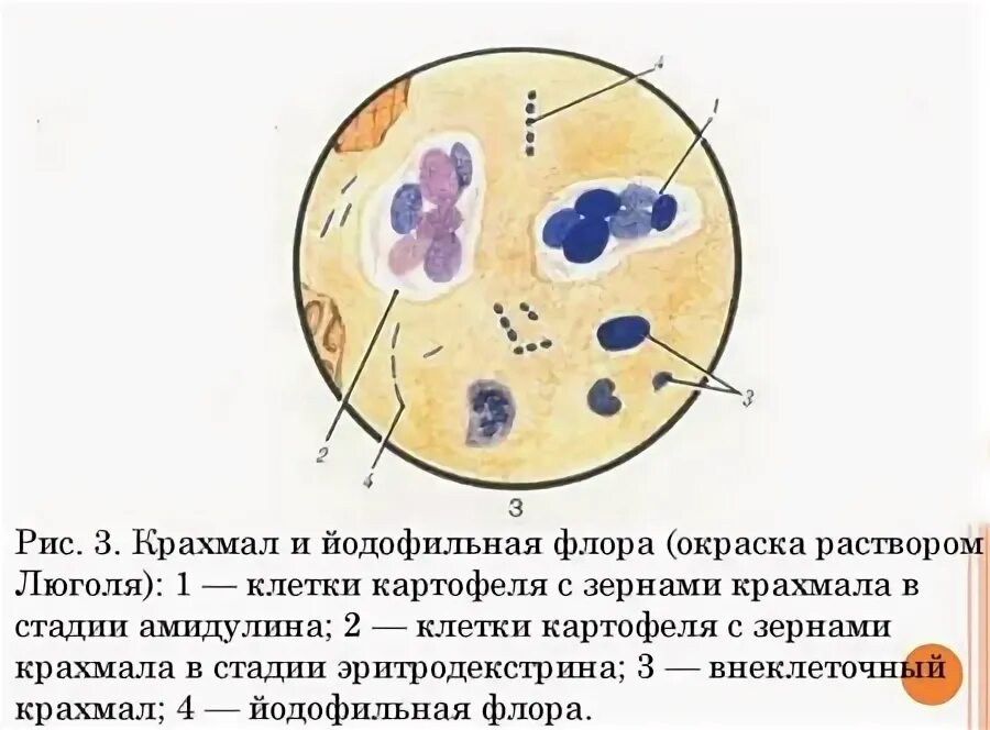 Крахмальное тельце функции