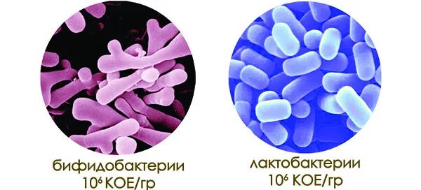 Бифидобактерии человек. Симбионты:лактобактерии,бифидобактерии,........ Бифидо и лактобактерии под микроскопом. Микроскопия бифидобактерии бифидум. Лактобациллы бактерии.
