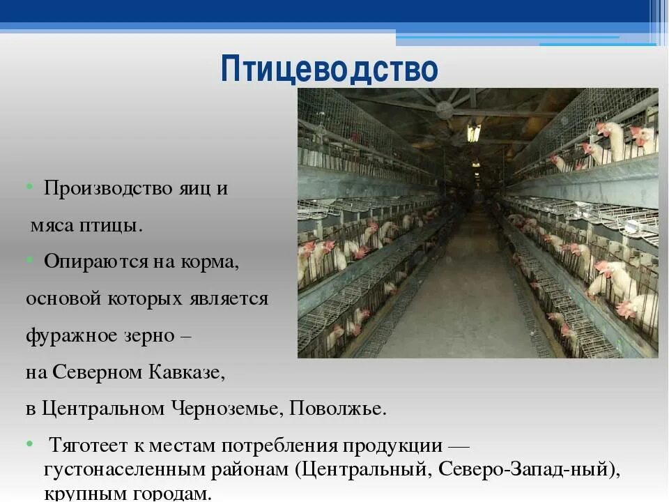 Задача птицефабрика