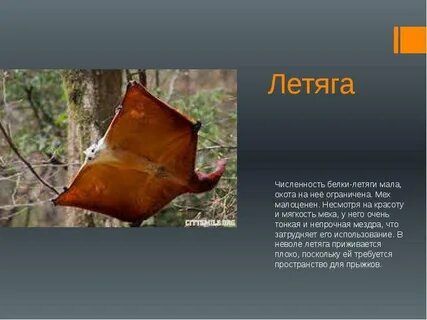 Летяга книга