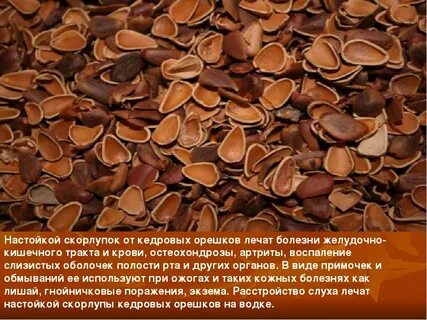 Как настоять кедровую скорлупу