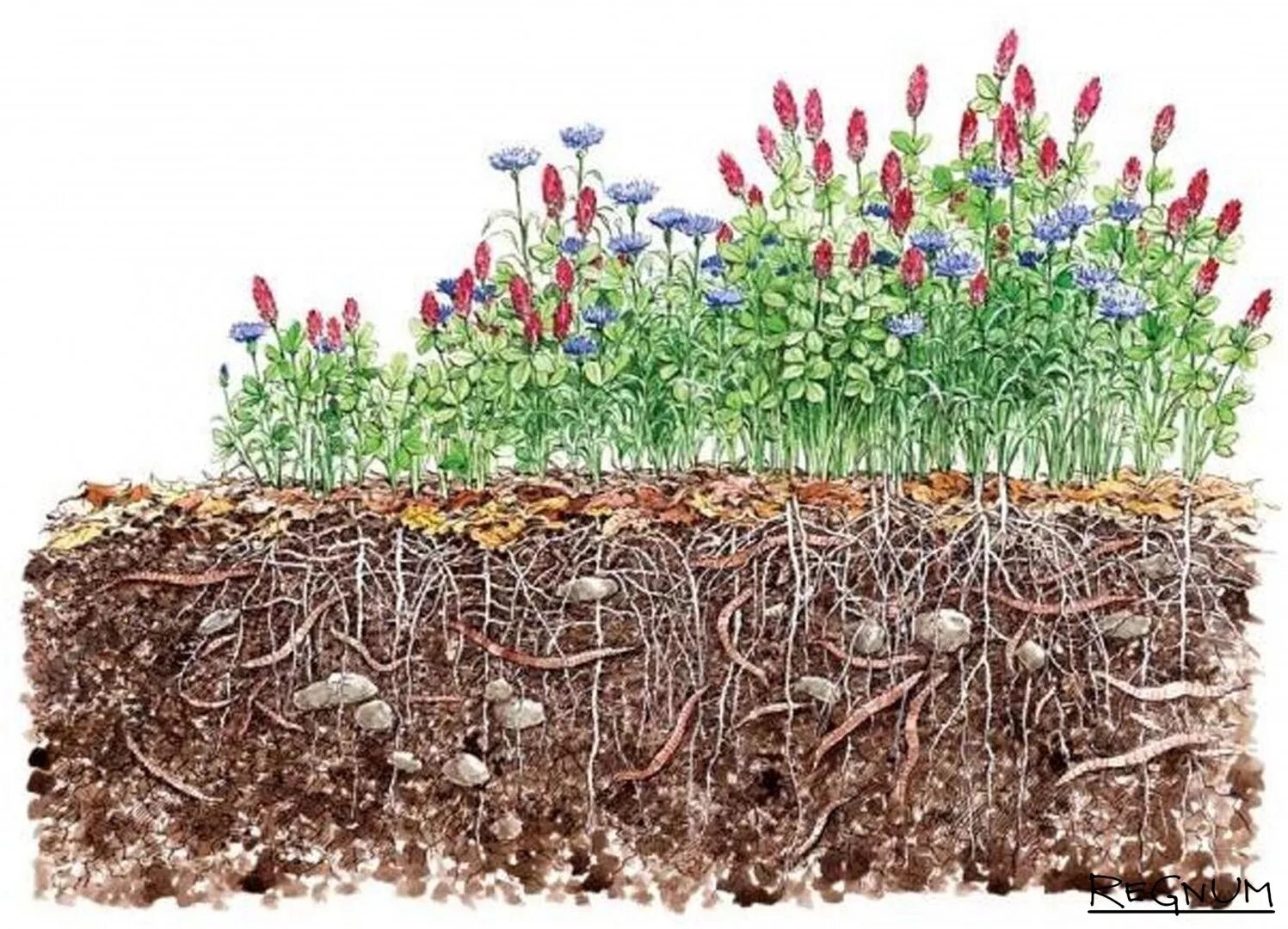 Почва и культурное растение. Луговая трава сидерат. Корни растений в почве. Почвенно покровные цветы. Грядка с травами.