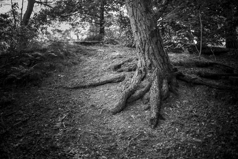 Better forest