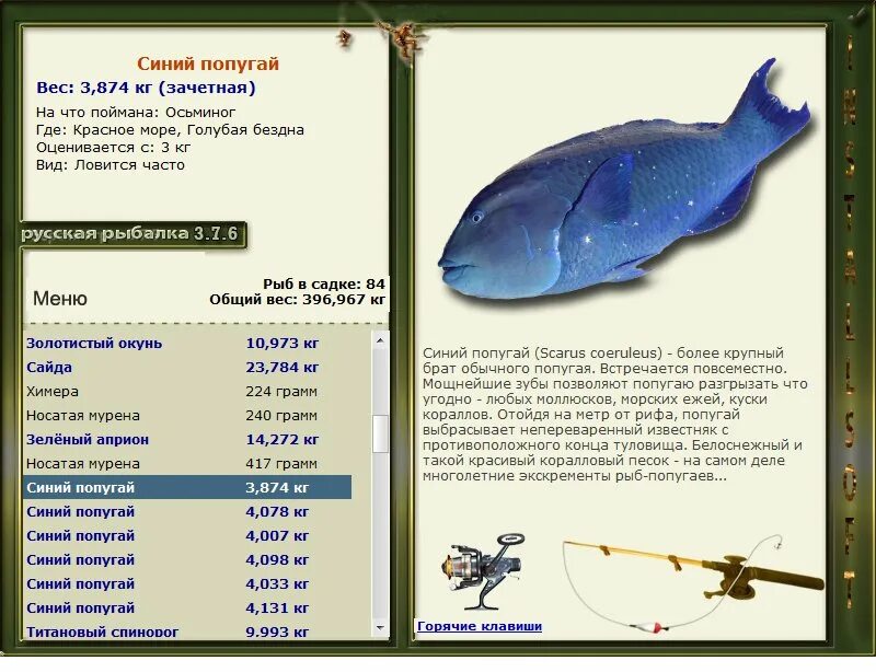 Русская рыбалка красное море. Русская рыбалка титановый спинорог. Русская рыбалка 3 на что ловится рыба. Русская рыбалка 376