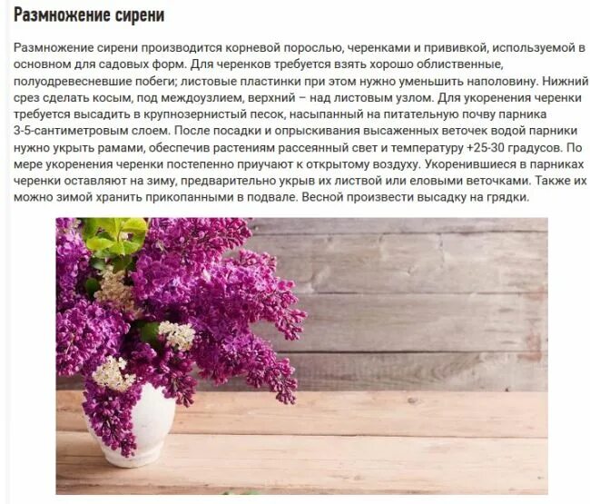 Как размножить сортовую сирень. Размножение сирени. способы размножения сирени. размножить сирень. размножение сирени черенками.