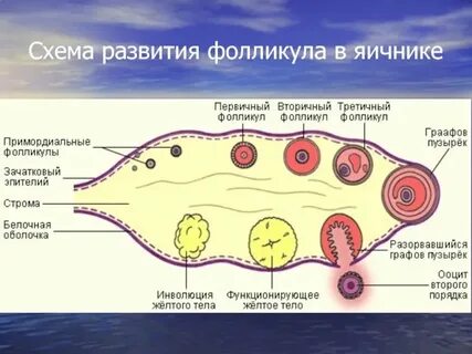 Фолликулы это что простыми словами
