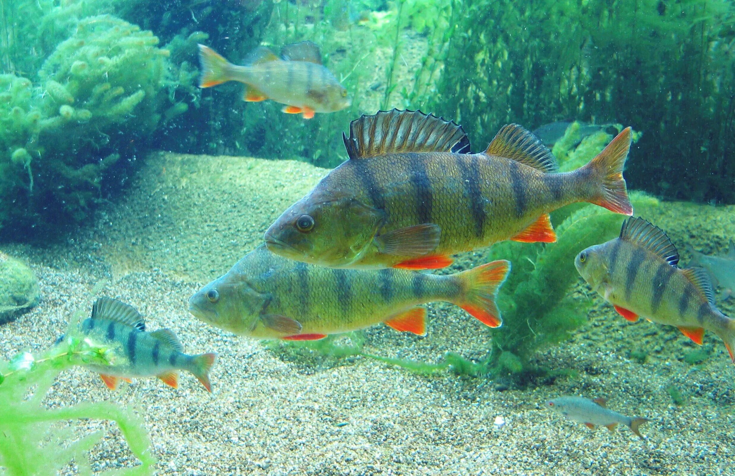 Рыбы живущие вместе. Балтийский окунь. Окунь Балтийского моря. Perca fluviatilis Linnaeus, 1758-Речной окунь. Ихтиофауна Балтийского моря.