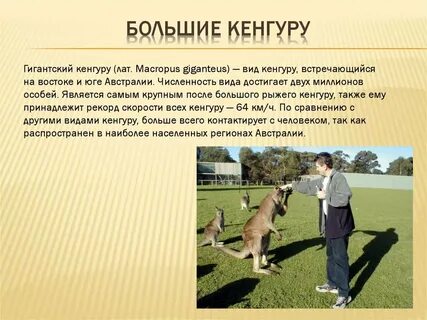 Кенгуру образование слова