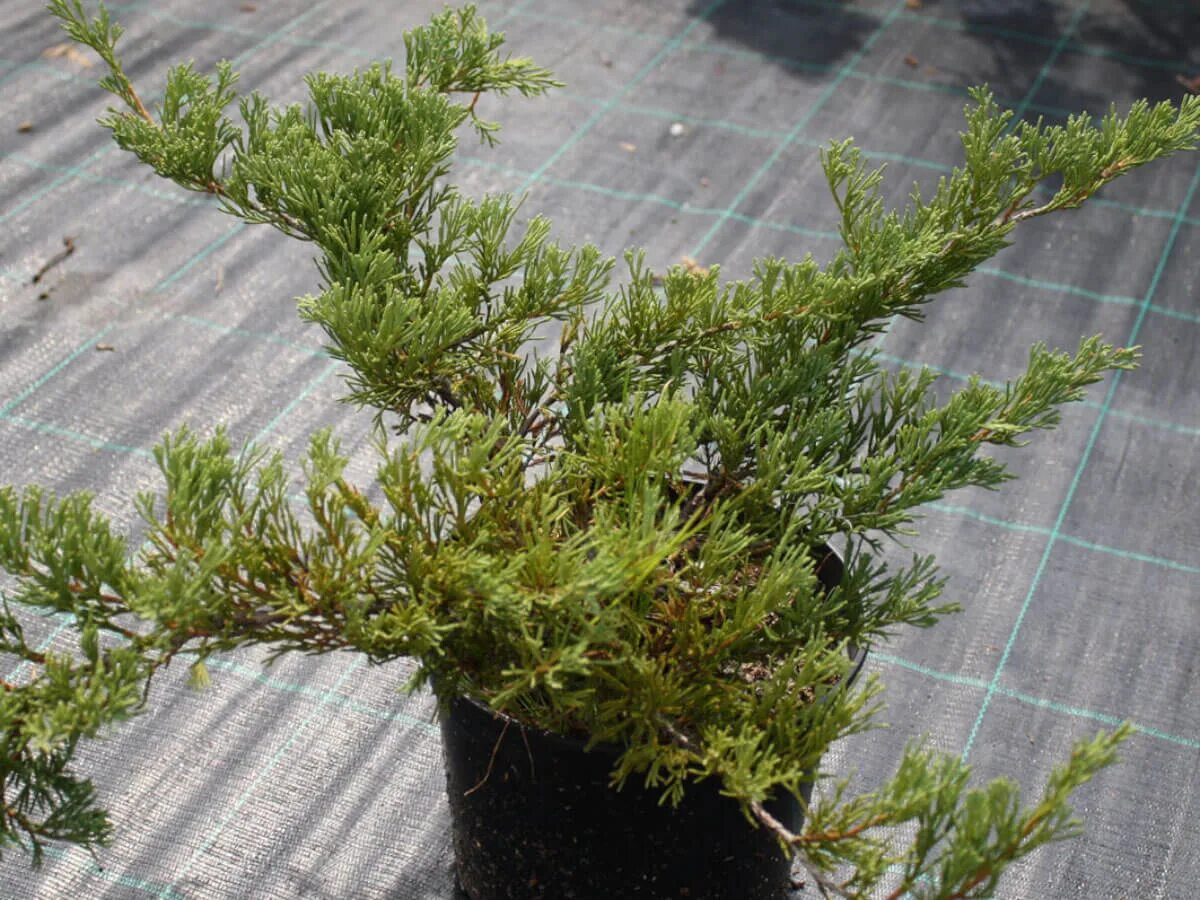 Андорра компакт описание. Можжевельник Андора компакта. Juniperus horizontalis Андорра. Juniperus horizontalis Andorra Compact. Можжевельник горизонтальный Andorra Compact.