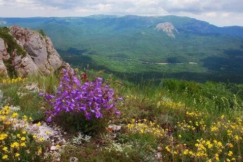Цветы гор крыма
