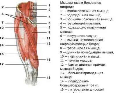 Мышцы бедра анатомия передняя