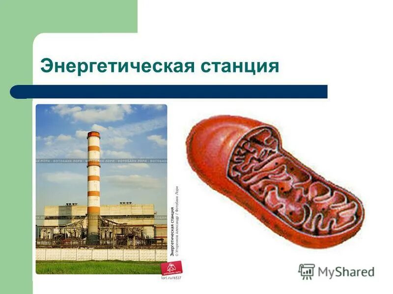 энергетическая станция клетки 11 букв