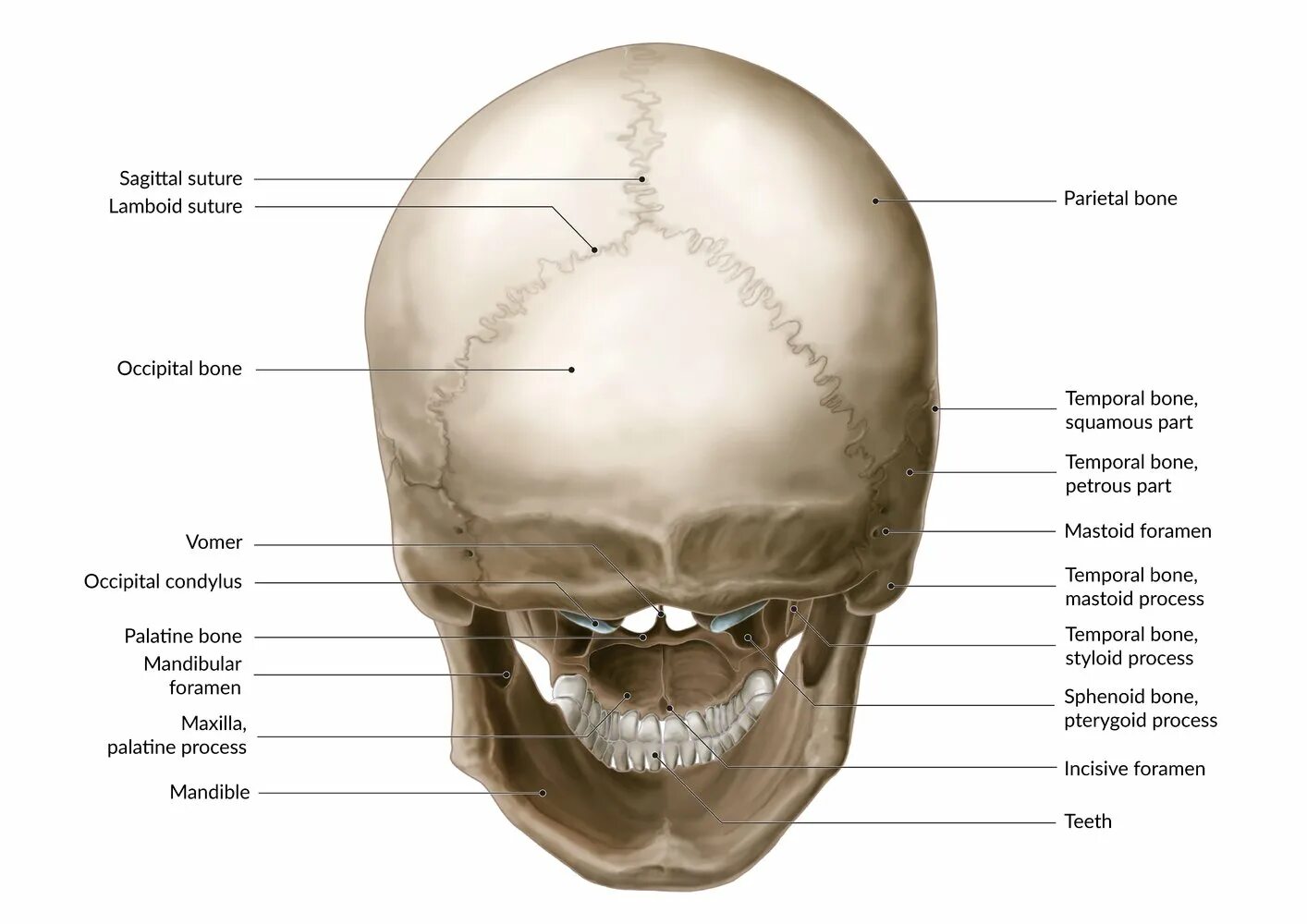 Части черепа. Cranium анатомия. Occipital Bone Anatomy. Затылочная кость анатомия. Анатомия черепа человека атлас.