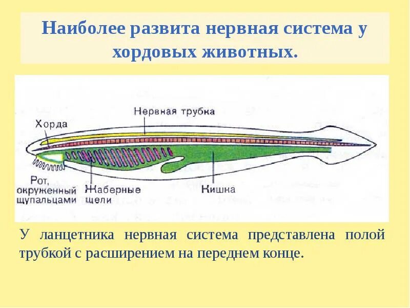 Центральная нервная система ланцетника. Строение нервной системы хордовых. Трубчатая нервная система ланцетника. Центральная нервная система у ланцетника строение.