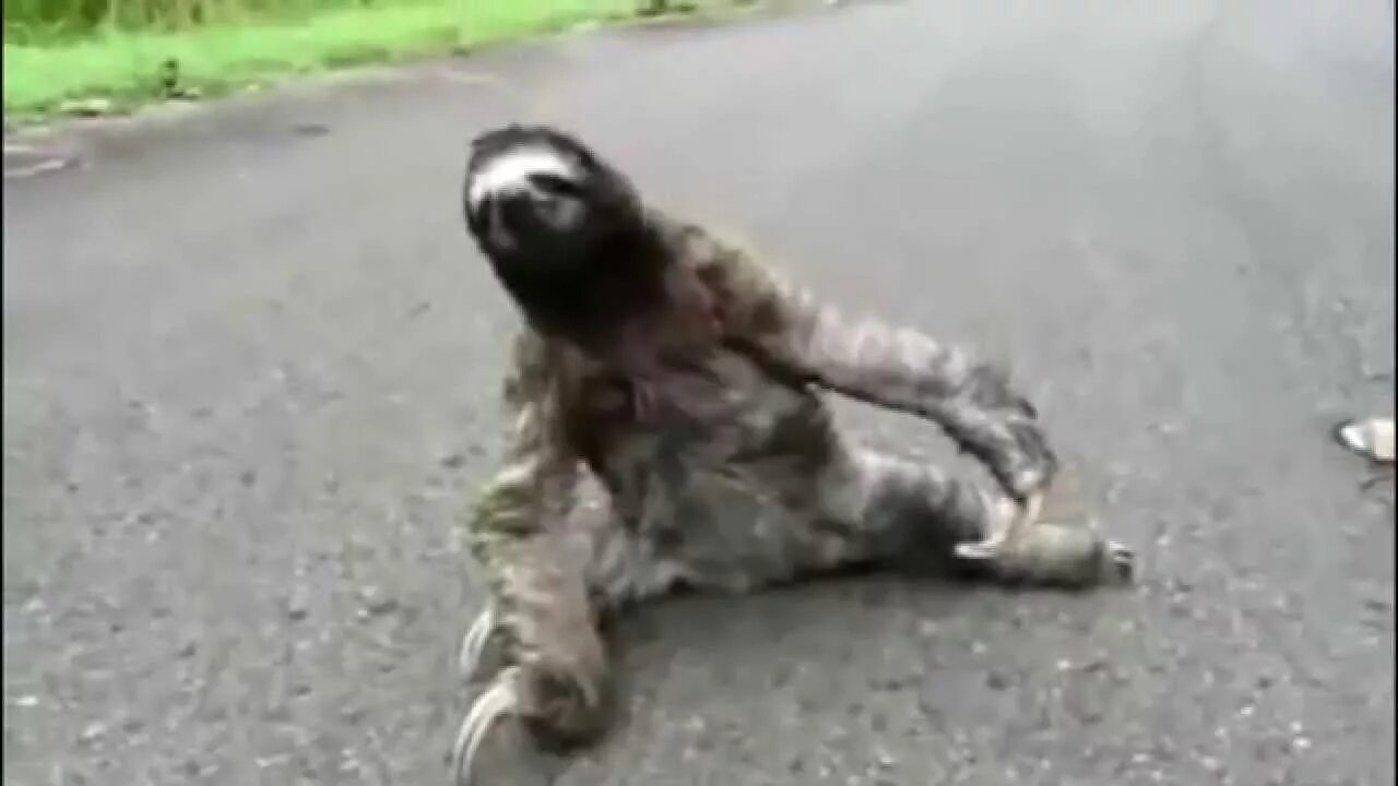 Медленно двигается. Черепаха ползет. Медленно двигается. Улитка гифка. Кто как передвигается.