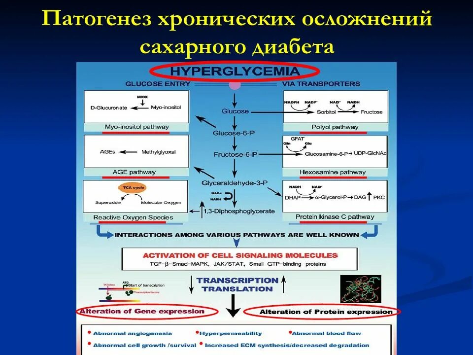 Патогенез хронических осложнений сахарного диабета. Патогенез осложнений при сахарном диабете. Механизм развития осложнений сахарного диабета. Осложнения сахарного диабета их патогенез. Хронические осложнения сахарного