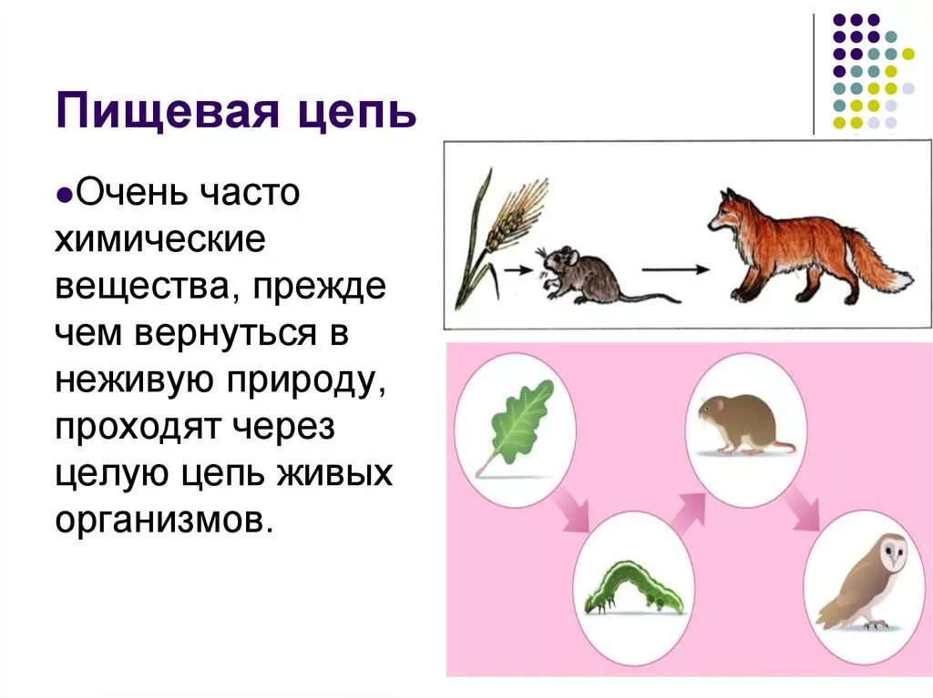 Цепи питания живой и неживой природы. Пищевая цепь. Цепочка питания. Пищевая цепь в природе.