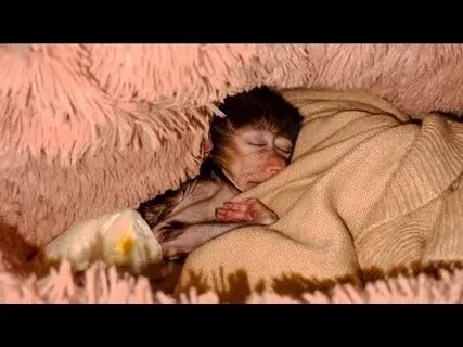 Видео гамадрила степки