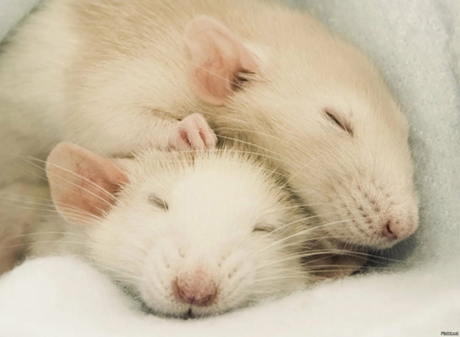 К чему снится белая мышь во сне. Милые крысы. Две милые крыски. Крысы домашние.