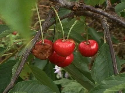 Сорт вишни монилиоз коккомикоз