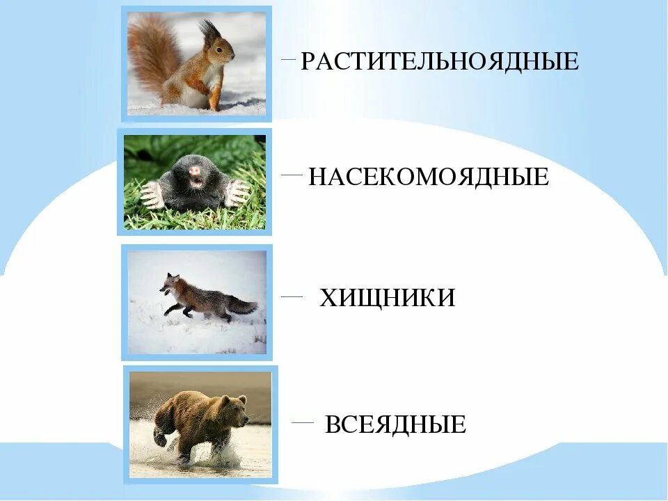 Хищники травоядные всеядные. Травоядные плотоядные и всеядные животные. Хищники растительноядные всеядные животные. Растительноядные Насекомоядные Хищные всеядные