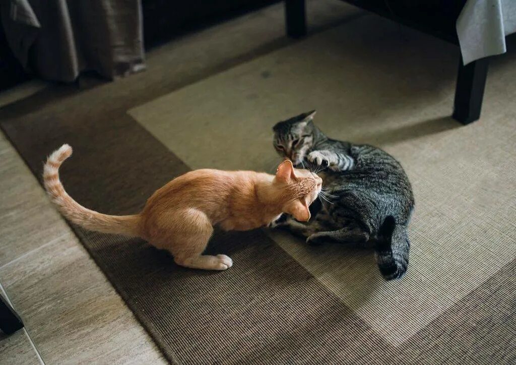 Почему кот нападает на кошку. Кот дерется. драка кошек. драка котов. драться.