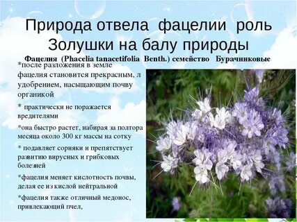 Когда перекапывать фацелию как сидерат