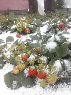 Ремонтантная клубника зимой
