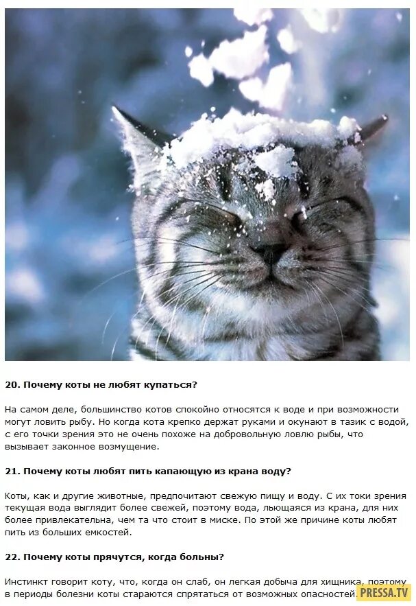 Интересные факты о кошках и котах. Интересные факты о кротахх. факты о котах. интересные факты о котах и кошках. необычные факты о котах.