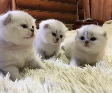 Шотландская шиншилла котенок