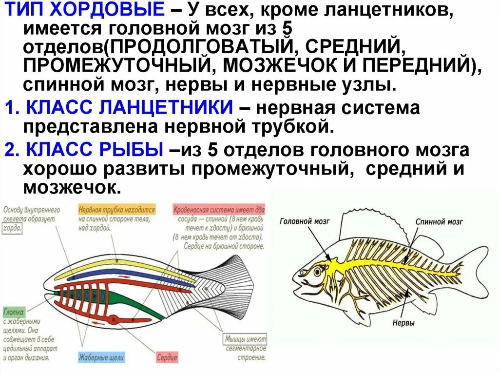 Какой вид имеет нервная система хордовых. Нервная система хордовых 7 класс. Тип Хордовые нервная система 7 класс. Нервная система хордовых рыб. 5 Отделов нервной системы у хордовых рыб.