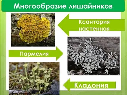 Лишайники организмы виды