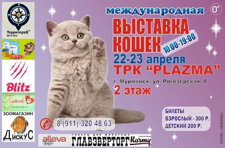 Выставка кошек. Плазма Мурманск выставка кошек. Участие в выставке кошек. Название выставки про кошек.